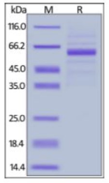 SDS PAGE (CLEC4G-352H).jpg